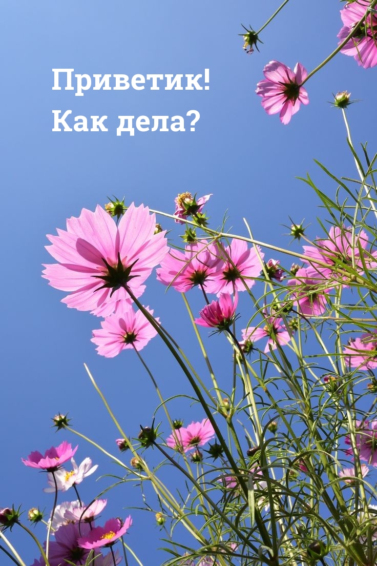 Приветик! Как дела?