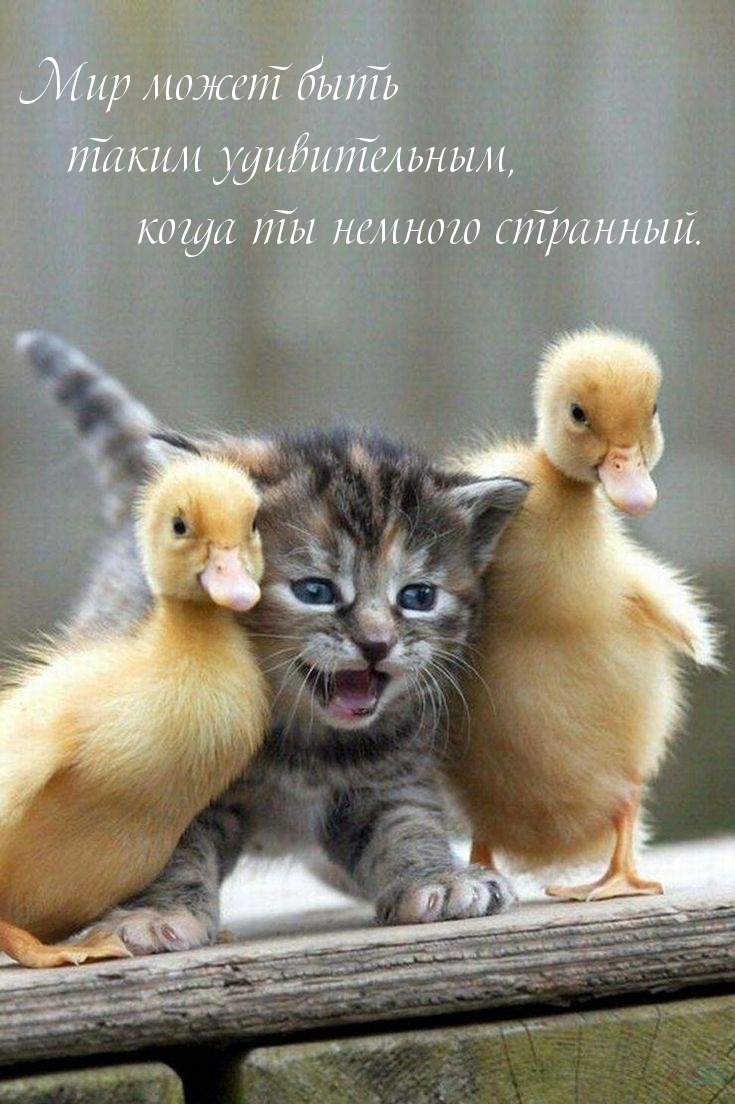 Картинки с надписями.  Мир может быть таким удивительным, когда ты немного странный..