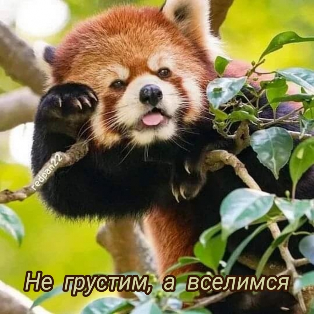 Не грустим, а вселимся