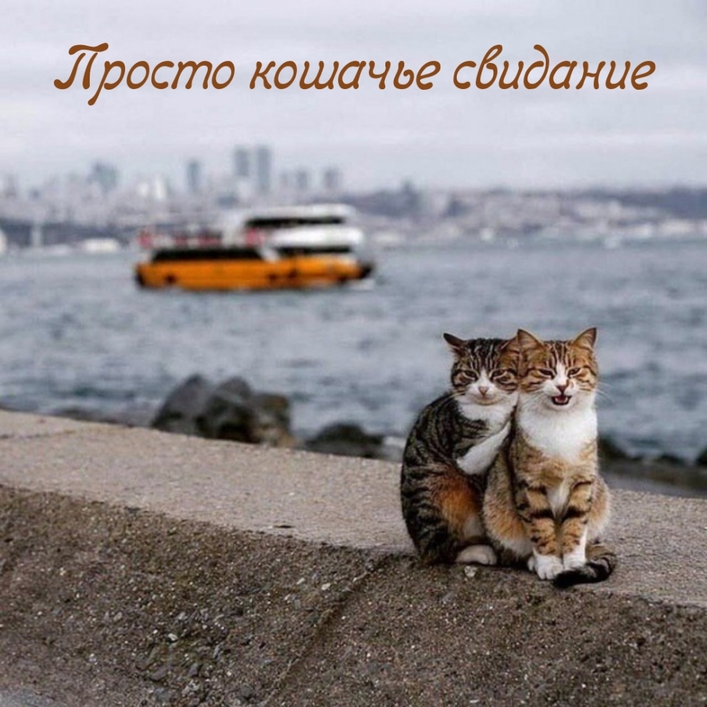 Просто кошачье cвидaниe