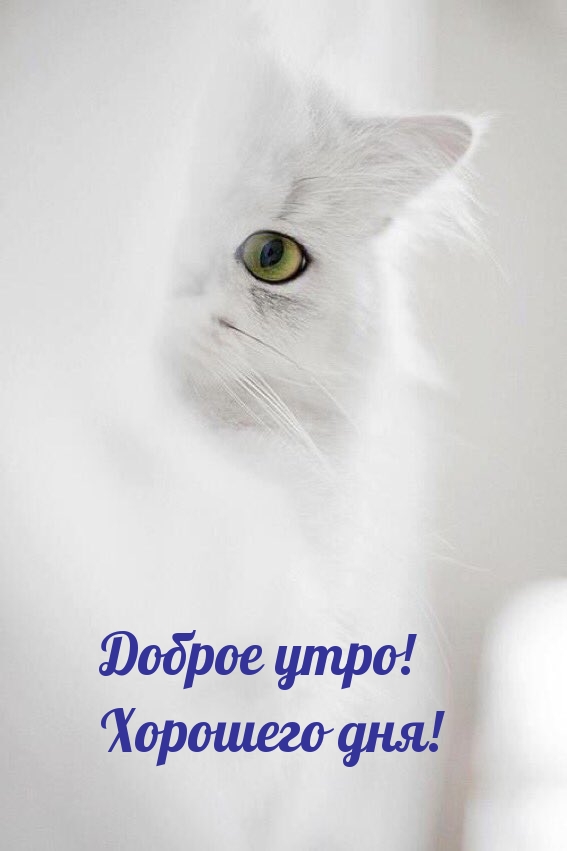 Доброе утро! Хорошего дня!