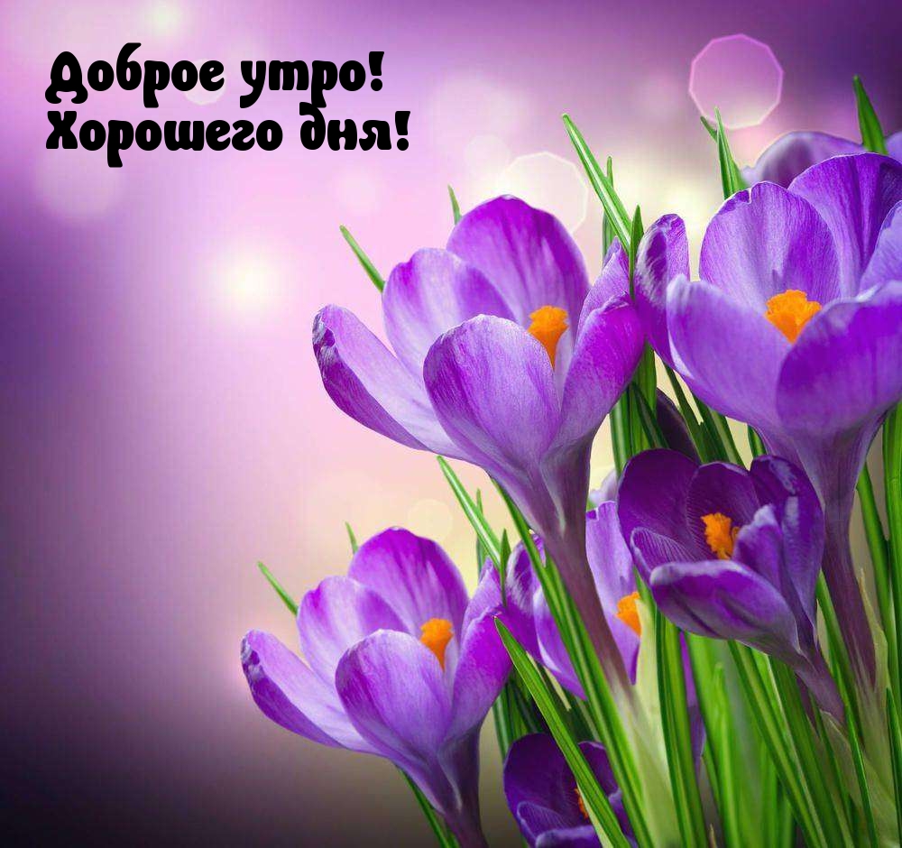 Доброе утро! Хорошего дня!