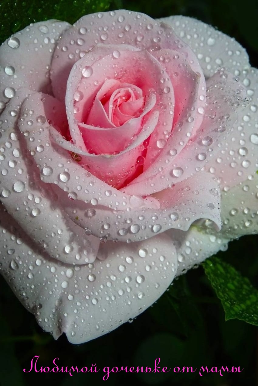 Любимой доченьке от мамы