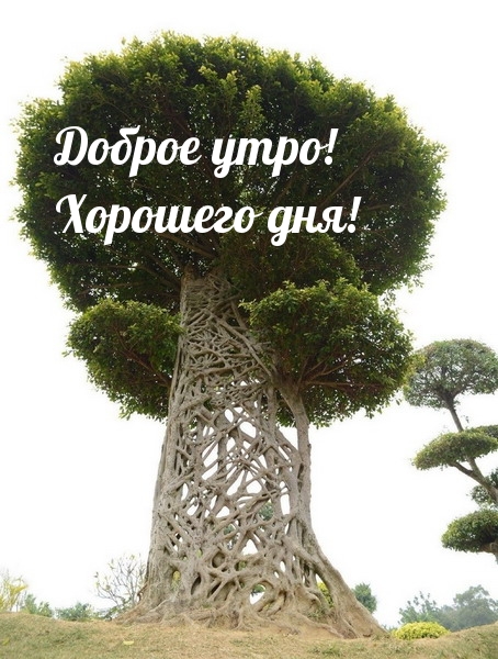 Доброе утро! Хорошего дня!