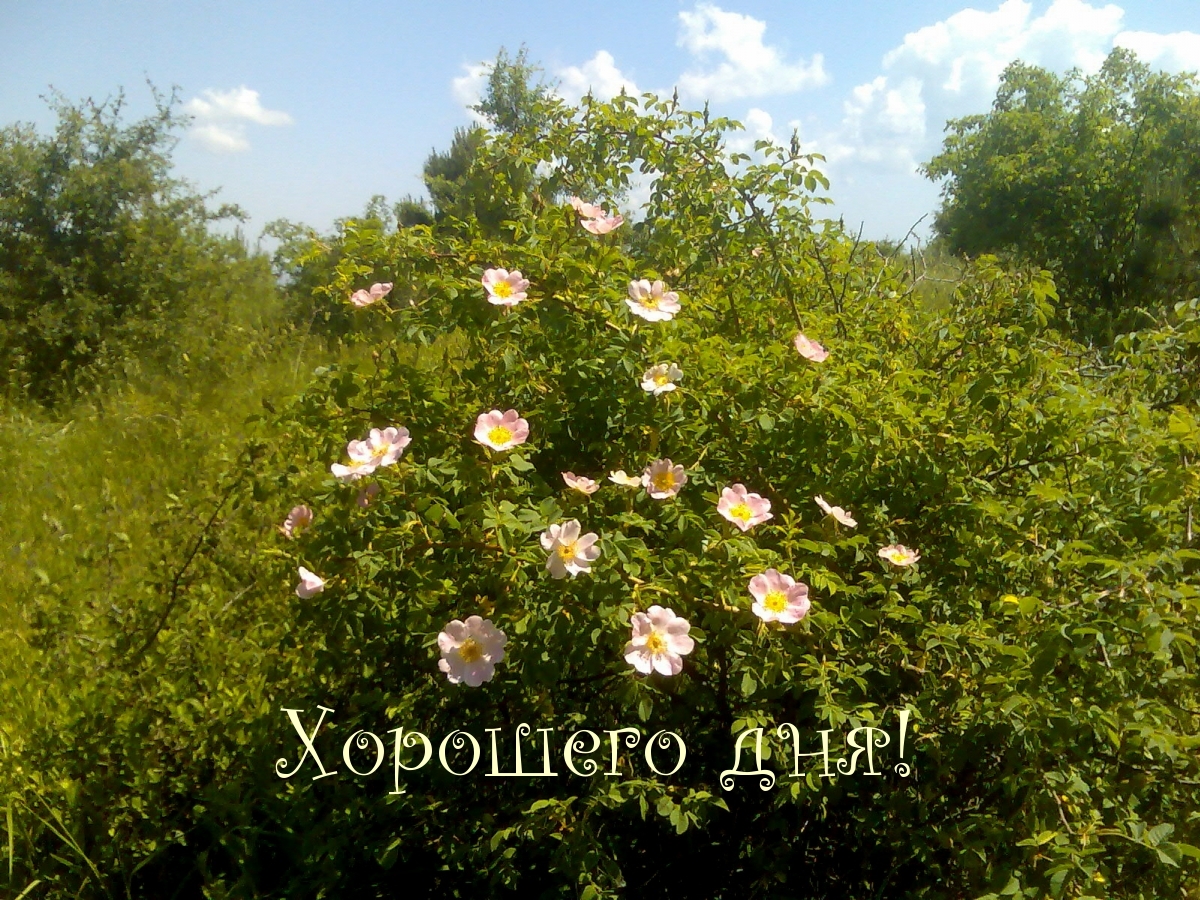 Хорошего дня!