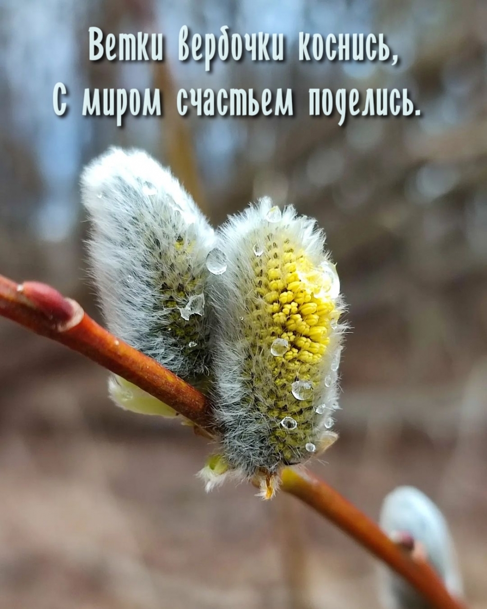 Ветки вербочки коснись, с миром счастьем поделись.