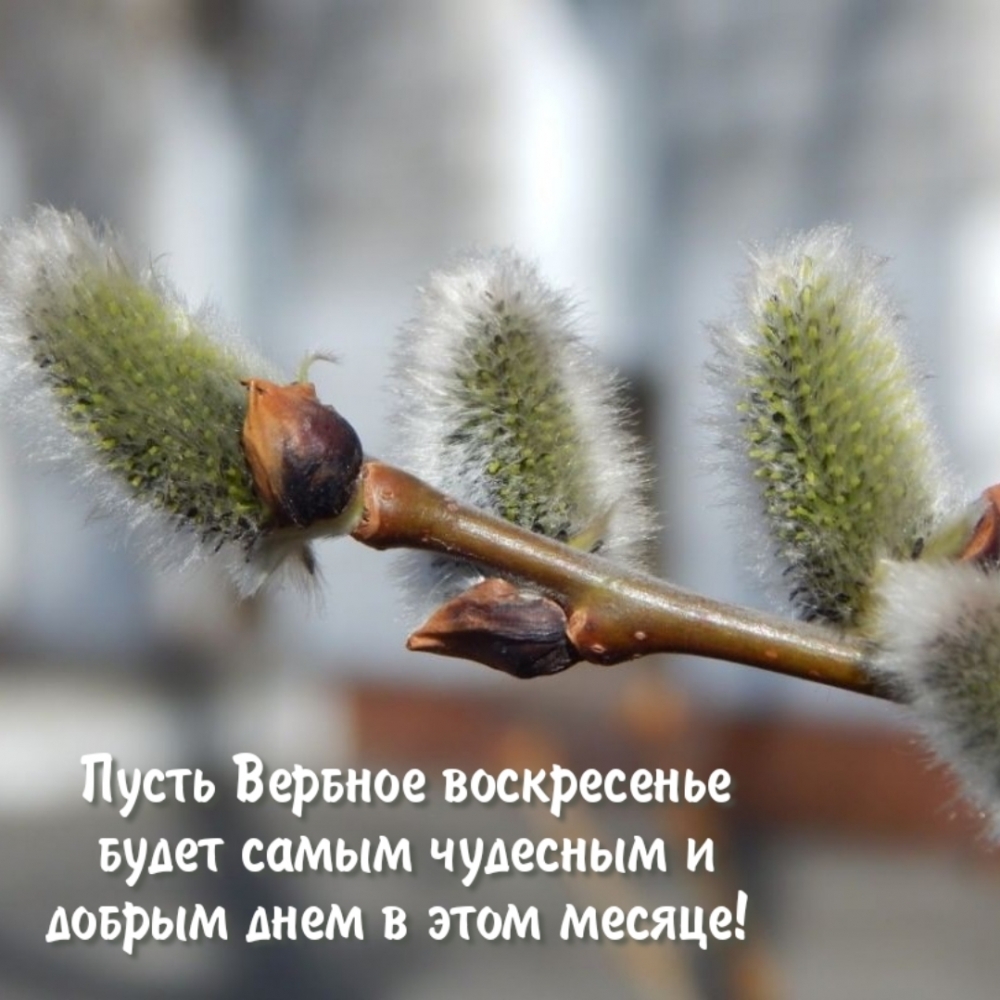 Вербное воскресенье будет самым чудесным днем в этом месяце!