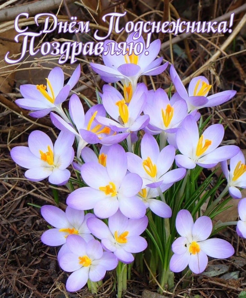 С Днём Подснежника! Поздравляю!