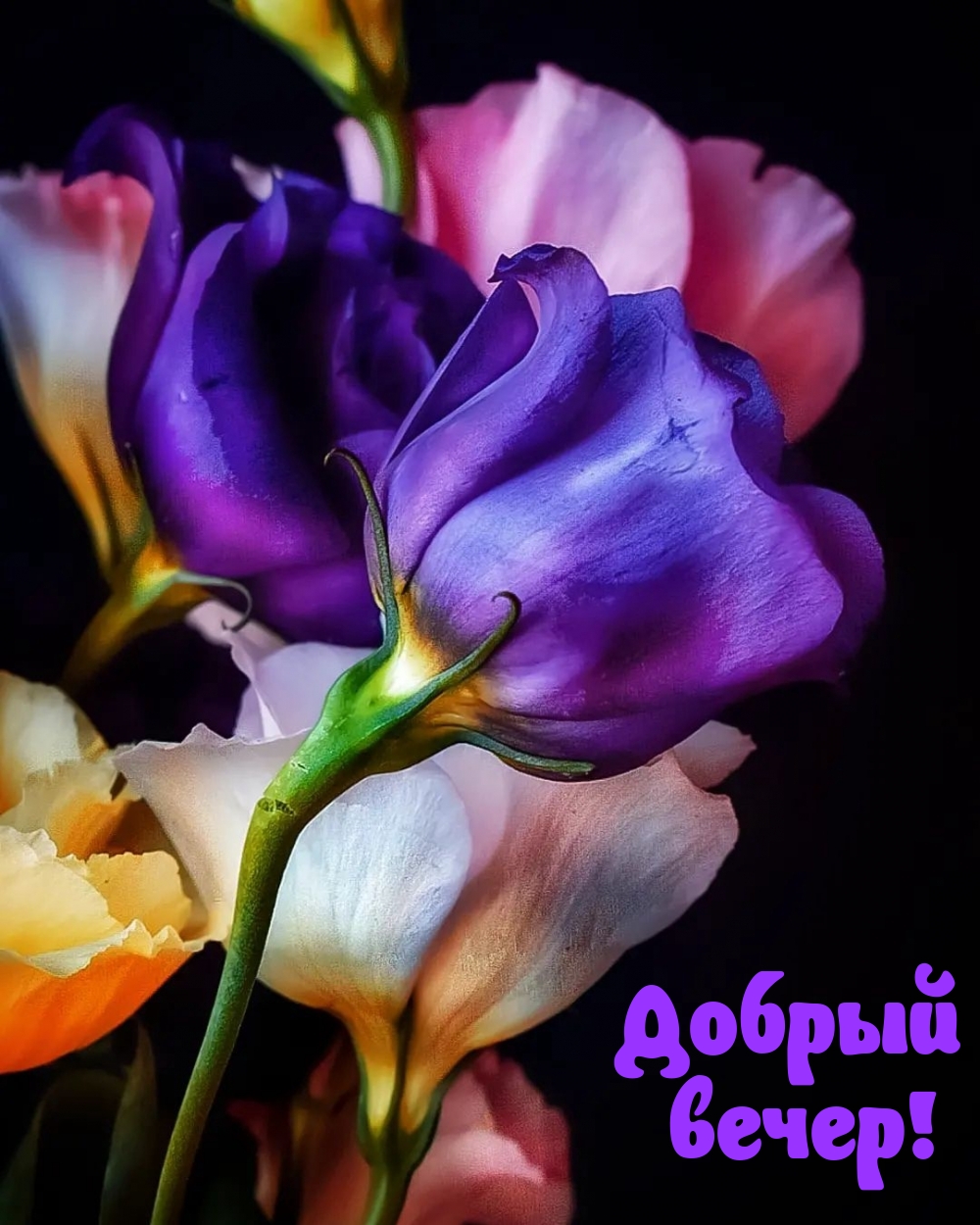 Добрый вечер!