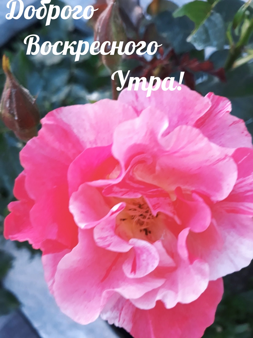 Доброго Воскресного Утра!