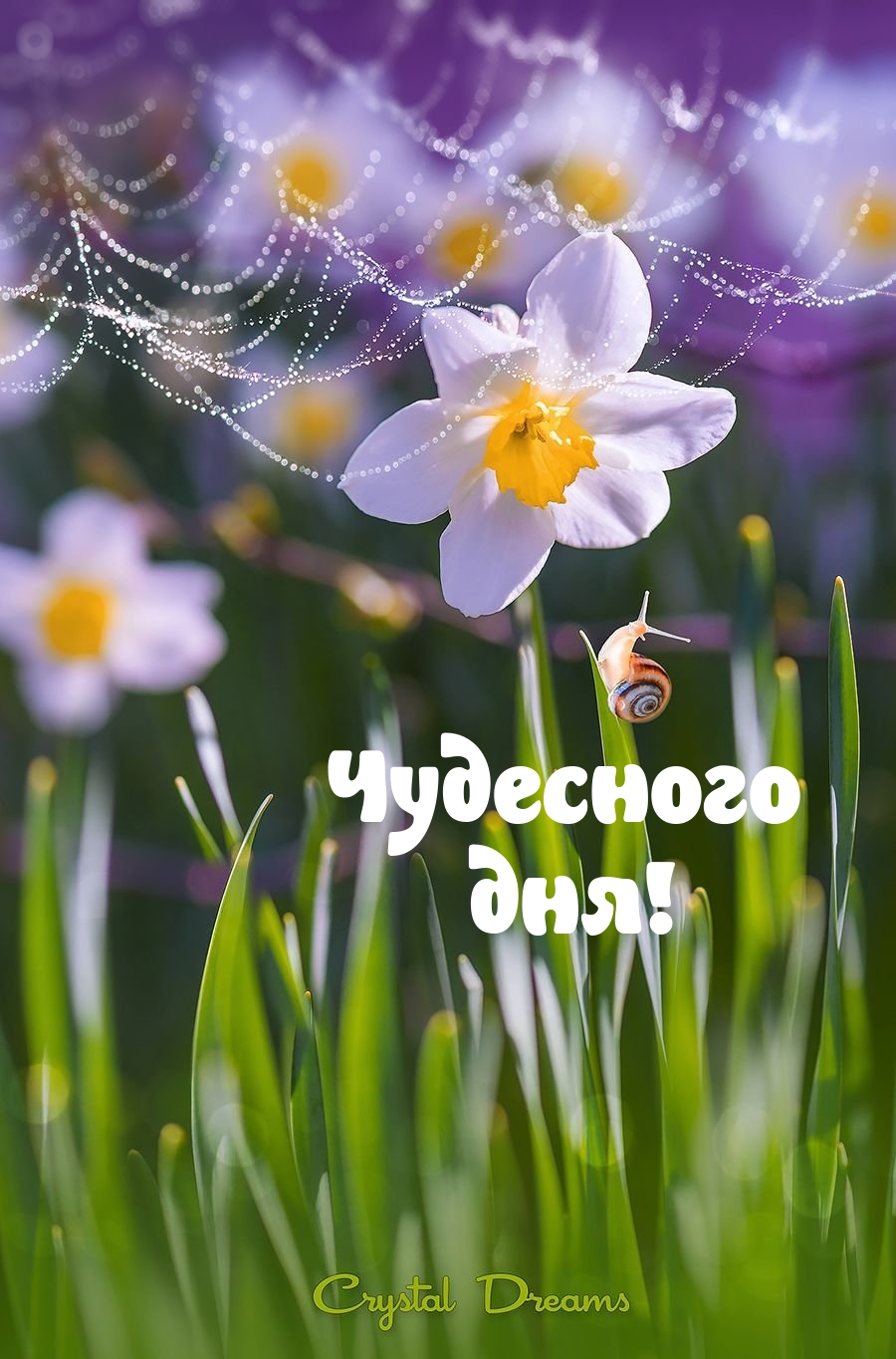 Чудесного дня!
