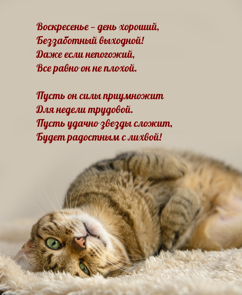 Воскресенье — день хороший, беззаботный выходной!