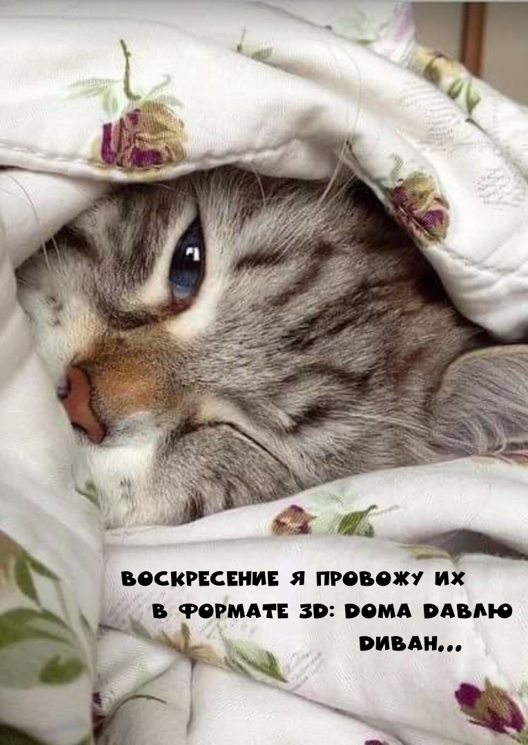 Воскресение я провожу их в формате 3D: Dома Dавлю Dиван…