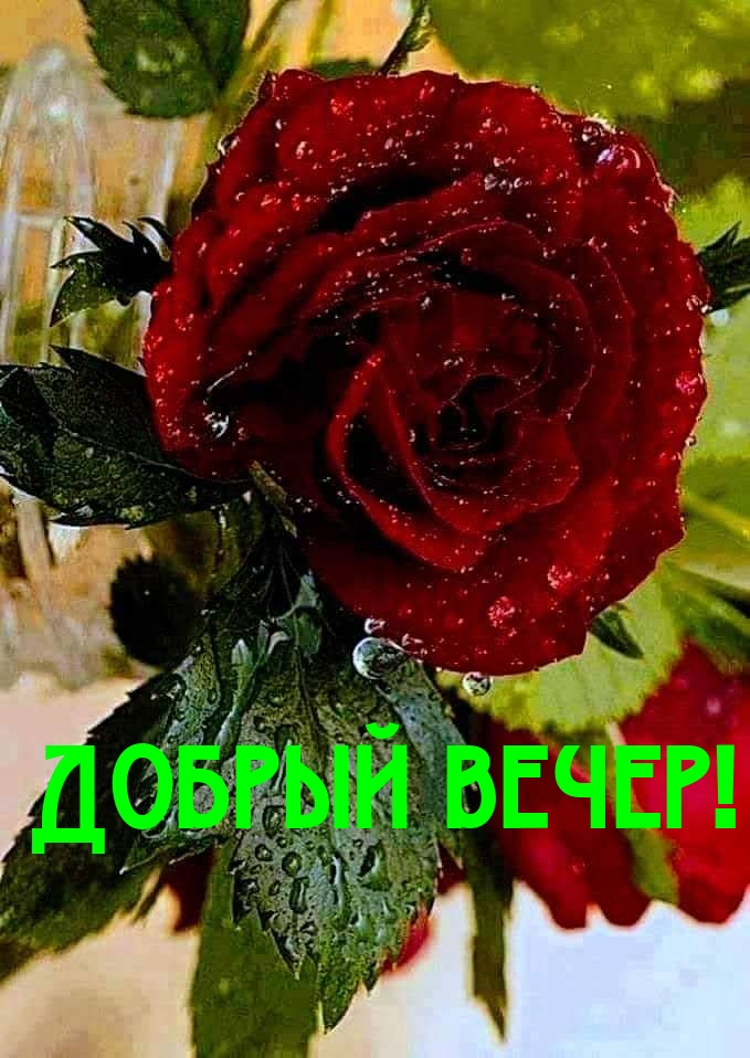 Добрый вечер!