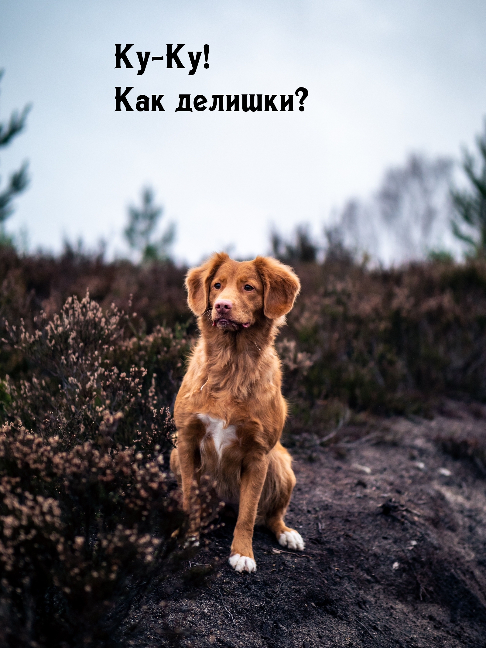 Ку-Ку! Как делишки?