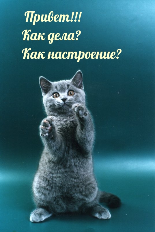 Привет! Как дела? Как настроение?