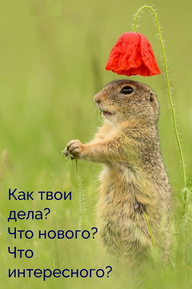 Как твои дела? Что нового? Что интересного?