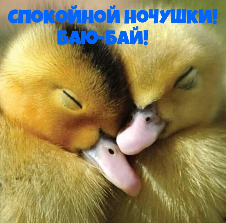 Спокойной ночушки! Баю-бай!