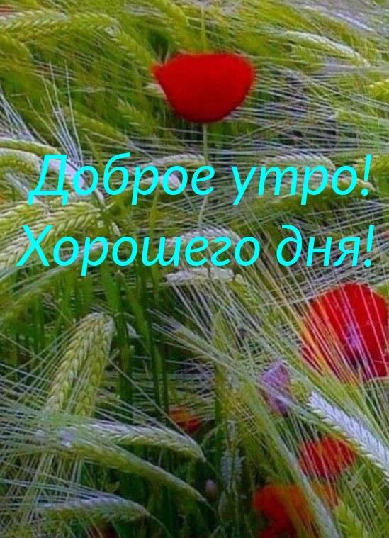 Доброе утро! Хорошего дня!