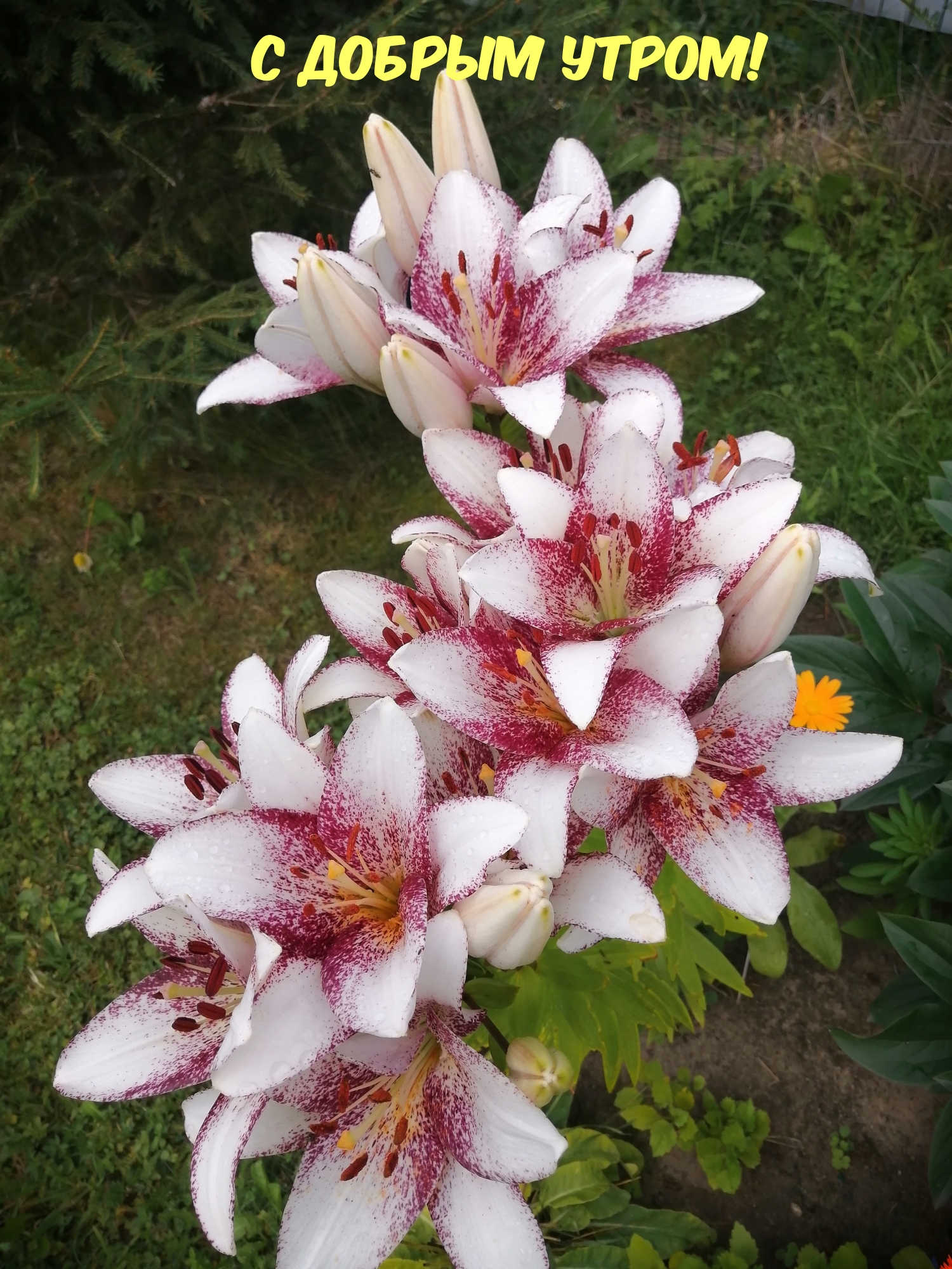 С добрым утром!