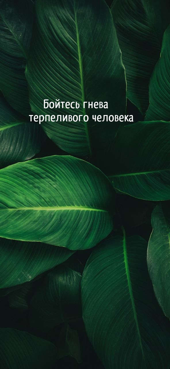 Бойтесь гнева терпеливого человека