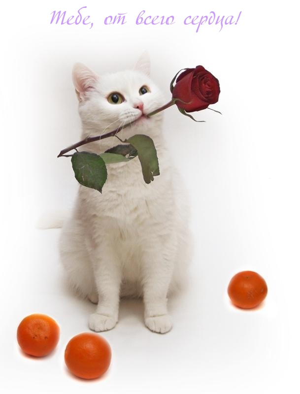 Картинки с надписями.  Тебе, от всего сердца!.