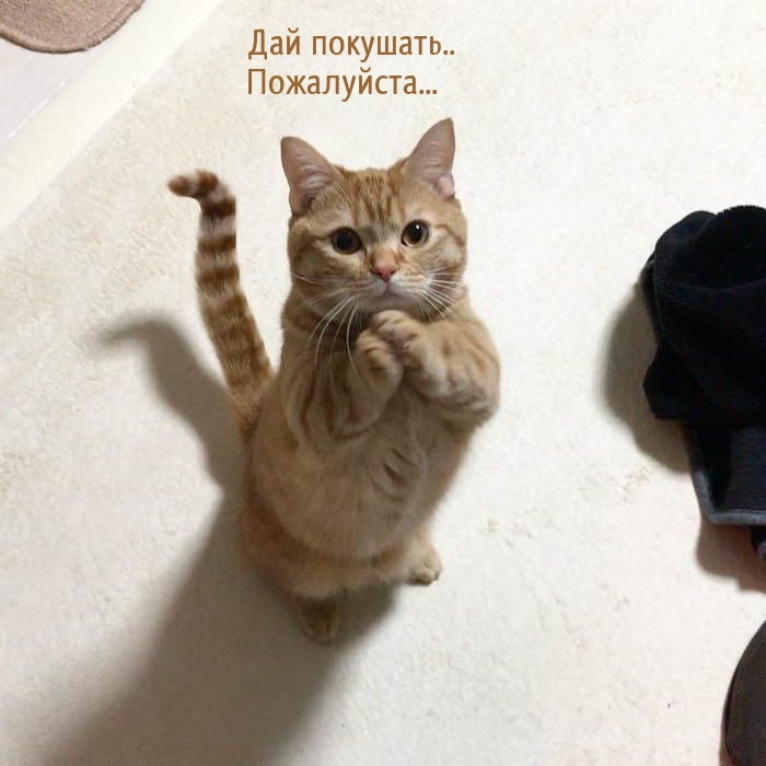 Дай покушать.. Пожалуйста…