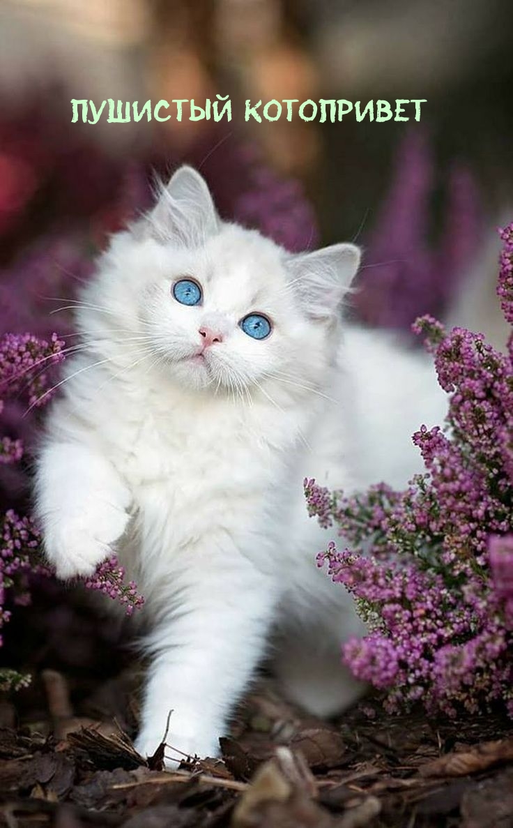 Пушистый котопривет