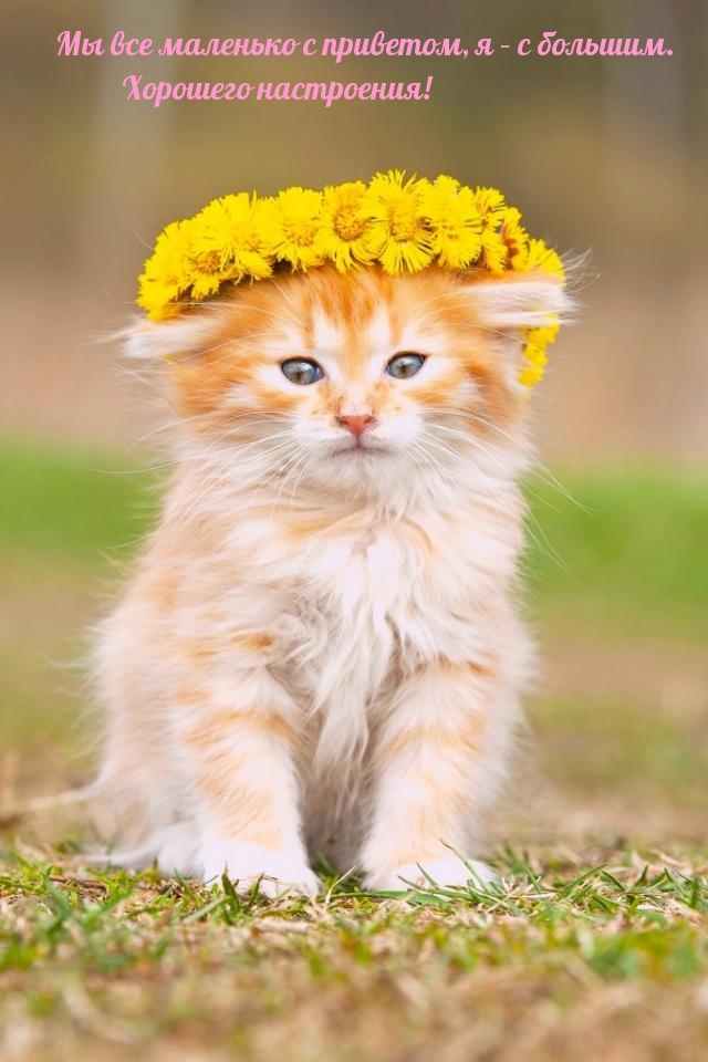 Мы все маленько с приветом, я – с большим. Хорошего настроения!