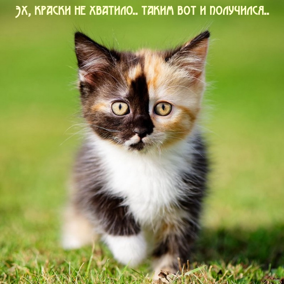 Эх, краски не хватило.. таким вот и получился..