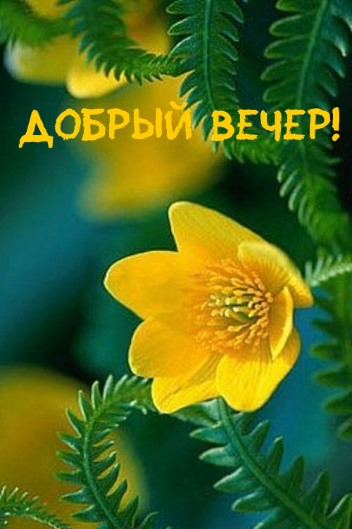 Добрый вечер!