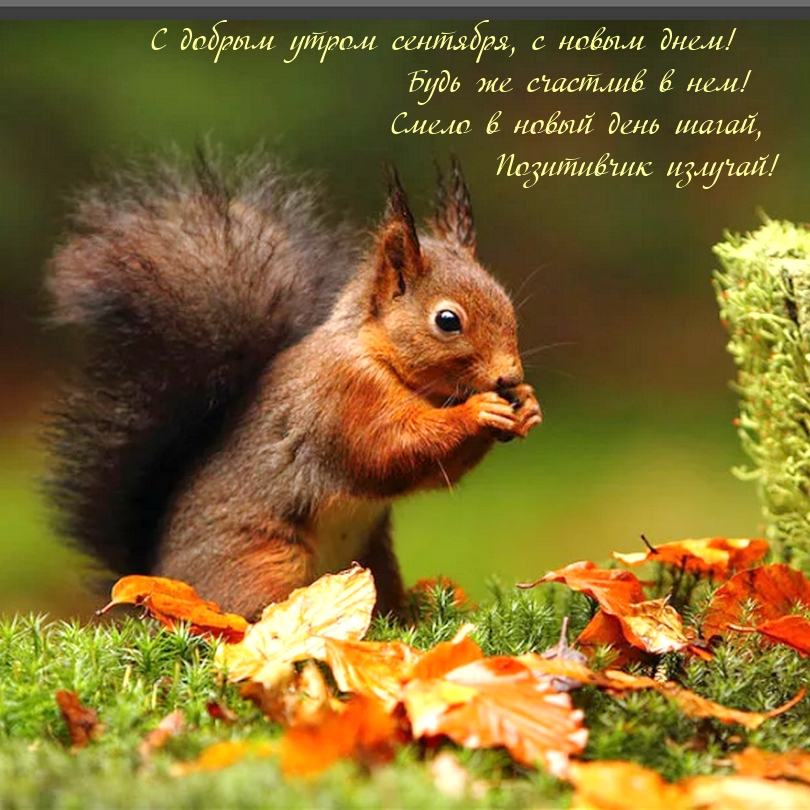 С добрым утром сентября, с новым днем! Будь же счастлив в нем!
