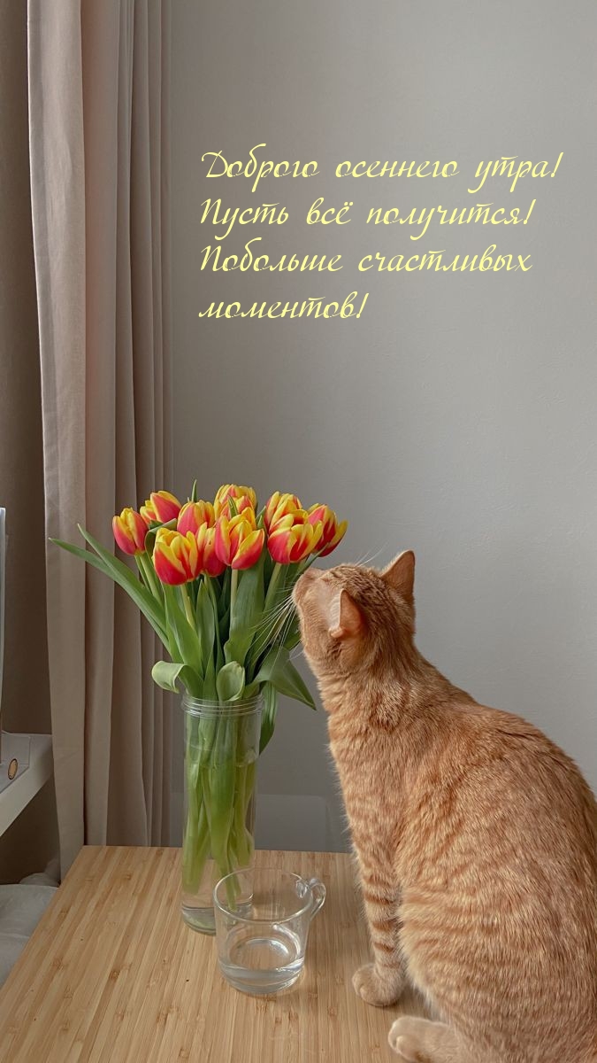 Доброго осеннего утра! Пусть всё получится!
