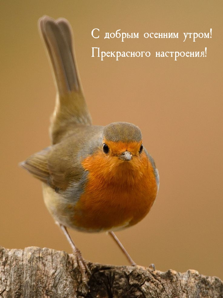 С добрым осенним утром! Прекрасного настроения!