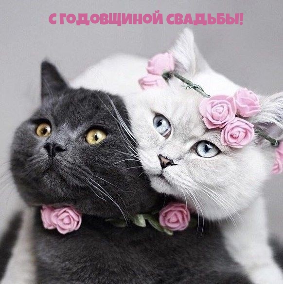 С годовщиной свадьбы!
