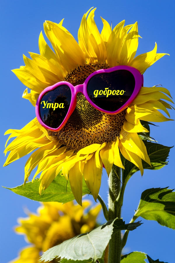 Утра доброго