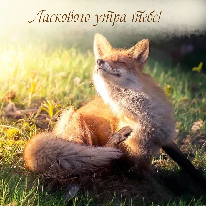 Ласкового утра тебе!