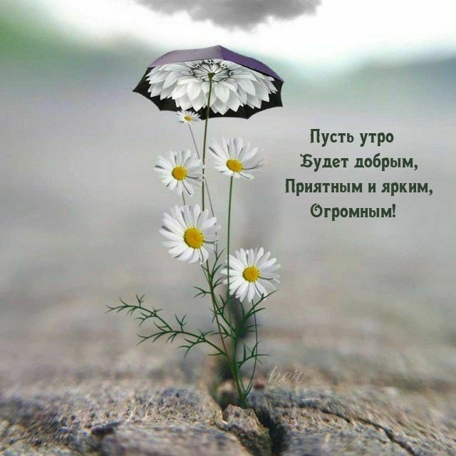 Пусть утро будет добрым, приятным и ярким, огромным!