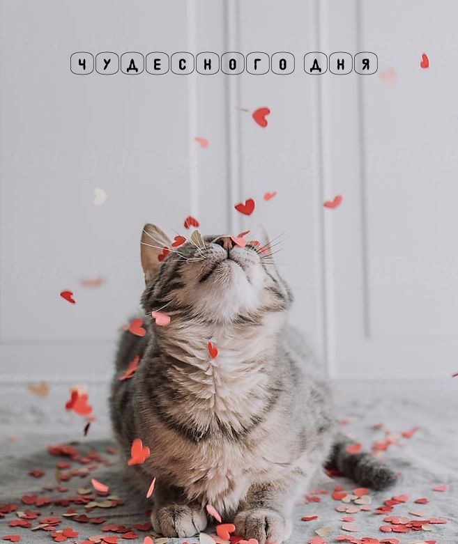 Чудесного дня