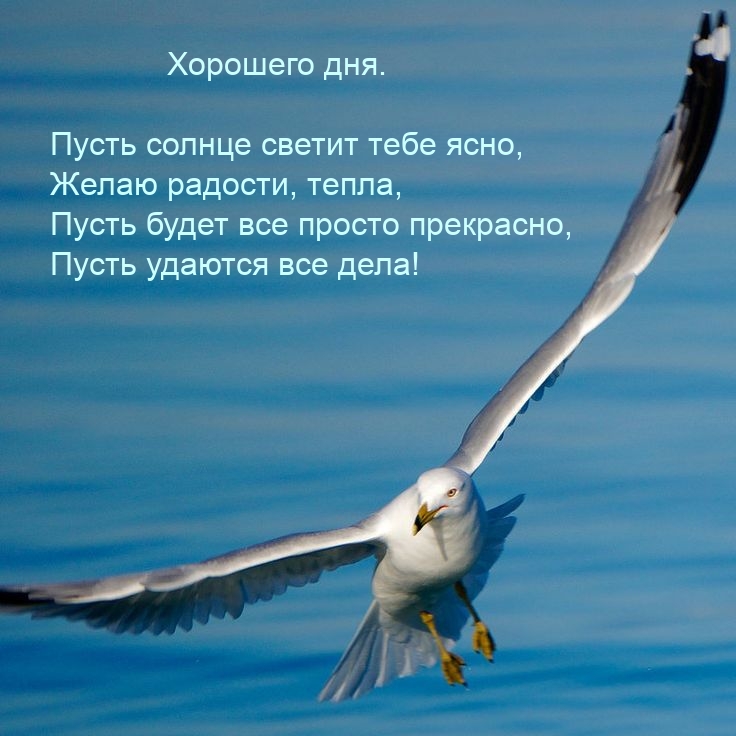 Хорошего дня. Пусть солнце светит тебе ясно