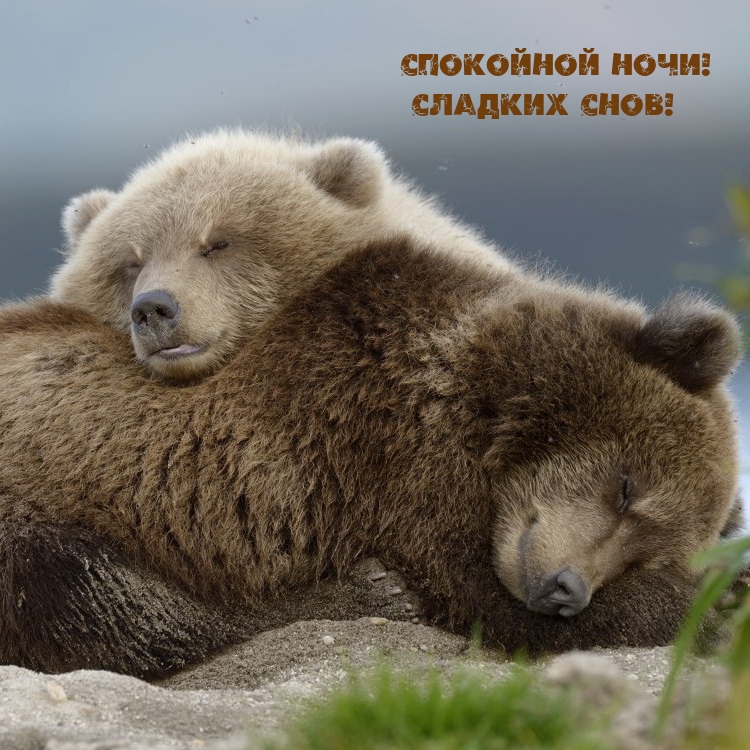Спокойной ночи! Сладких снов!
