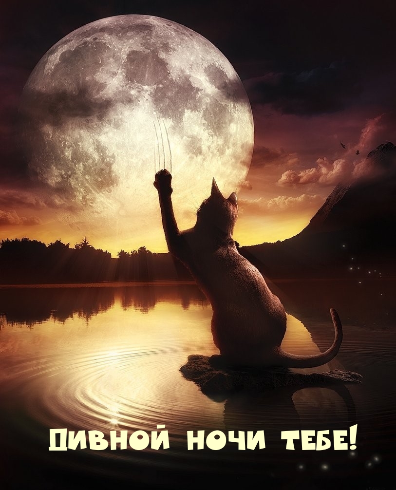 Дивной ночи тебе!