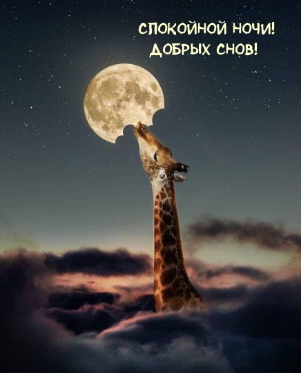 Спокойной ночи! Добрых снов!