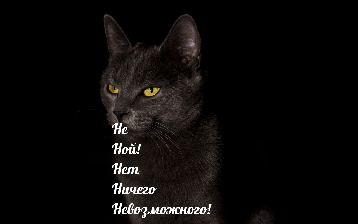 Не Ной! Нет Ничего Невозможного!