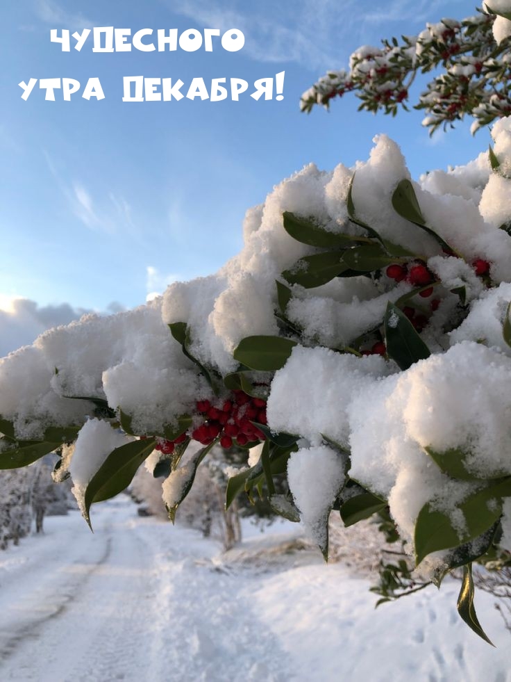 Чудесного утра декабря!