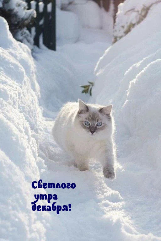 Светлого утра декабря!
