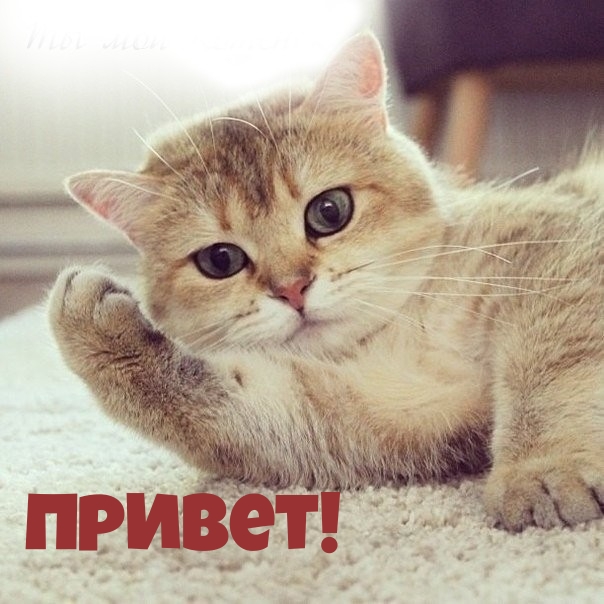 Картинки с надписями.  Кошачий привет..