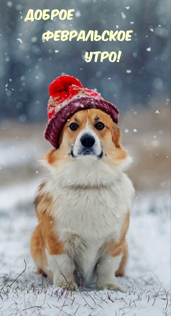 Доброе февральское утро от милого корги!