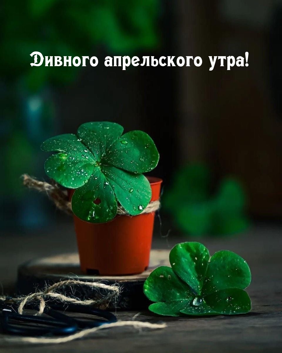 Дивного апрельского утра!