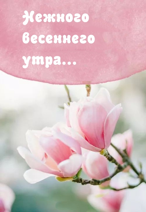 Нежного весеннего утра…